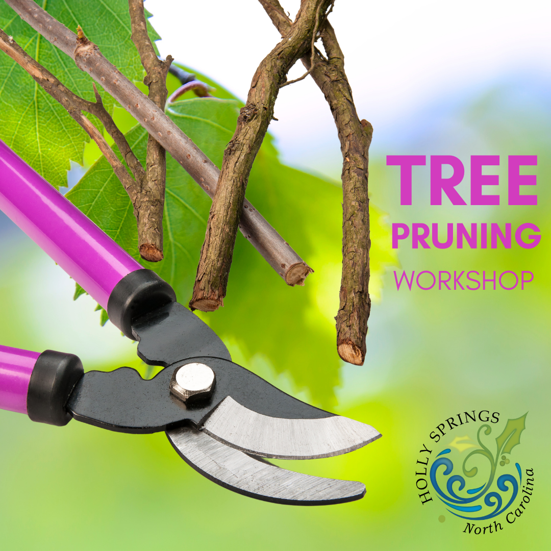 Tree Pruning Workshop